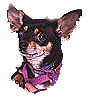 Pipa der Wachhund